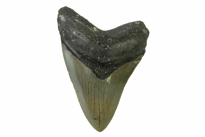 Serrated, Fossil Megalodon Tooth - North Carolina #338538